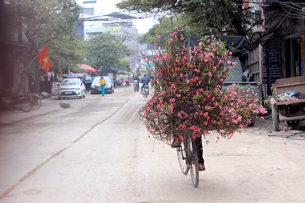 Hoa đào nở rực ở Nhật Tân, giá không hề rẻ ảnh 8