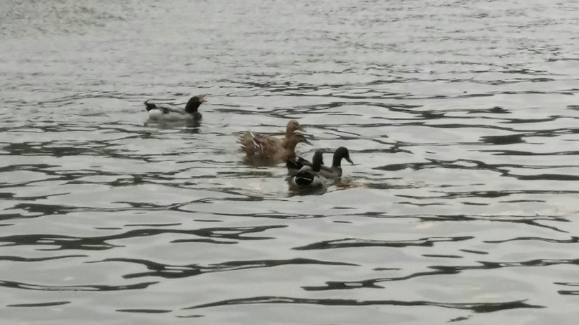 "Để người dân thả sinh vật xuống hồ thì Ban quản lý hồ Gươm phải chịu trách nhiệm" ảnh 1