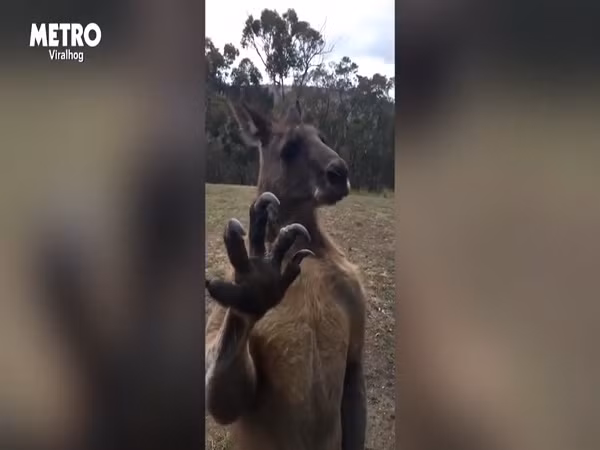 Ám ảnh video kangaroo cố gắng gõ cửa ảnh 3