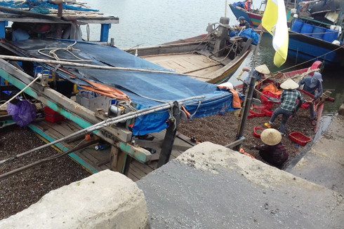 Ngư dân mong ngóng từng ngày ảnh 1