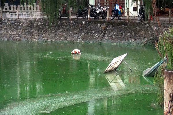 Hồ Văn Quán: Tảo nổi váng dày đặc, bốc mùi ảnh 4 Hồ Văn Quán: Tảo nổi váng dày đặc, bốc mùi ảnh 4
