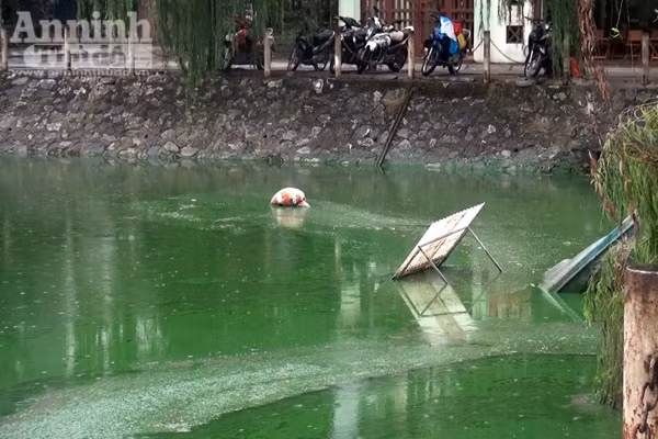 Hồ Văn Quán: Tảo nổi váng dày đặc, bốc mùi ảnh 4