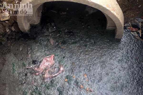 Hồ Văn Quán: Tảo nổi váng dày đặc, bốc mùi ảnh 5 Hồ Văn Quán: Tảo nổi váng dày đặc, bốc mùi ảnh 5