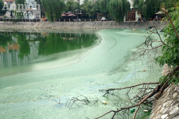 Hồ Văn Quán: Tảo nổi váng dày đặc, bốc mùi ảnh 10 Hồ Văn Quán: Tảo nổi váng dày đặc, bốc mùi ảnh 10