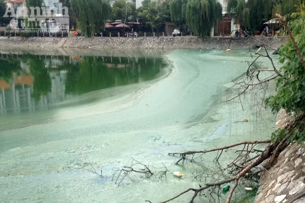 Hồ Văn Quán: Tảo nổi váng dày đặc, bốc mùi ảnh 10