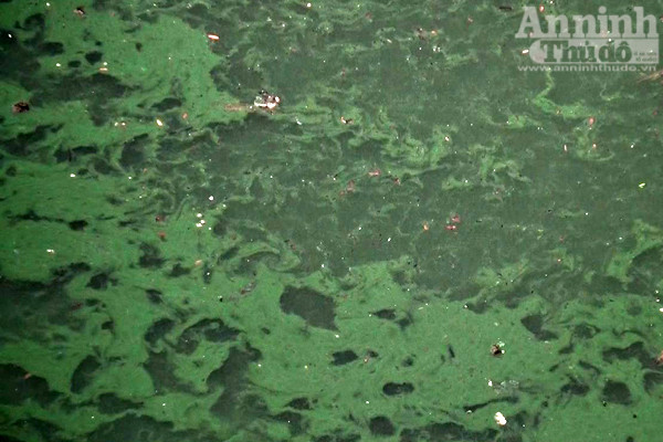 Hồ Văn Quán: Tảo nổi váng dày đặc, bốc mùi ảnh 3 Hồ Văn Quán: Tảo nổi váng dày đặc, bốc mùi ảnh 3