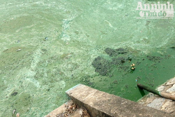 Hồ Văn Quán: Tảo nổi váng dày đặc, bốc mùi ảnh 2 Hồ Văn Quán: Tảo nổi váng dày đặc, bốc mùi ảnh 2