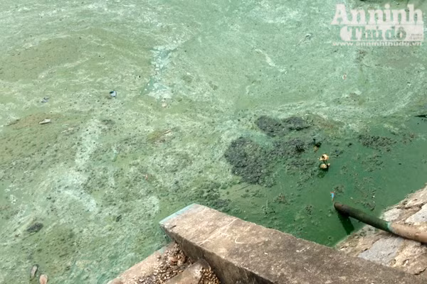 Hồ Văn Quán: Tảo nổi váng dày đặc, bốc mùi ảnh 2
