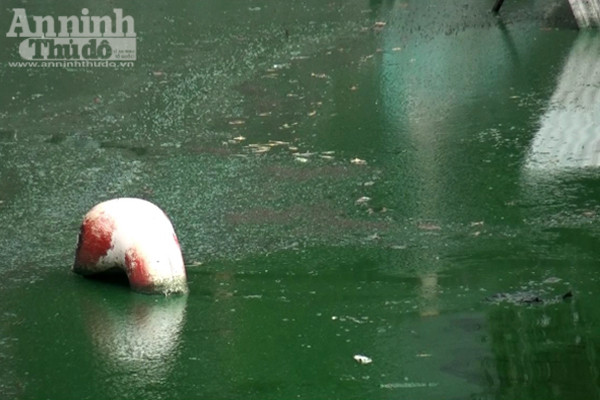 Hồ Văn Quán: Tảo nổi váng dày đặc, bốc mùi ảnh 7 Hồ Văn Quán: Tảo nổi váng dày đặc, bốc mùi ảnh 7
