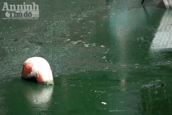 Hồ Văn Quán: Tảo nổi váng dày đặc, bốc mùi ảnh 7