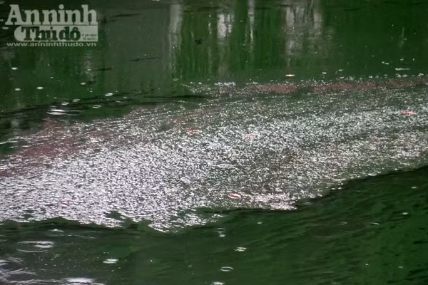 Hồ Văn Quán: Tảo nổi váng dày đặc, bốc mùi ảnh 9