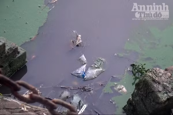 Hồ Văn Quán: Tảo nổi váng dày đặc, bốc mùi ảnh 8