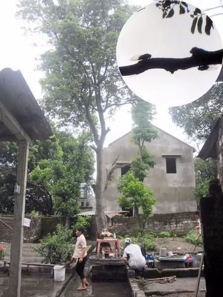 Thực hư câu chuyện về cây vải biết “than khóc” ảnh 1