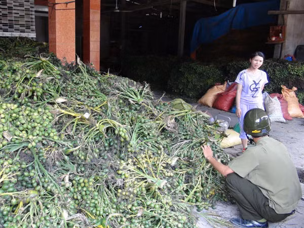 Đổ xô bán cau non sang Trung Quốc, bài học vẫn còn đó ảnh 1