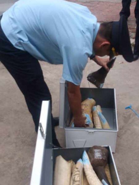 Thu giữ 65,42kg ngà voi, sừng tê giác từ Pháp về Hà Nội ảnh 1