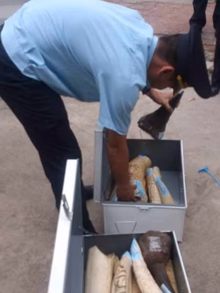 Thu giữ 65,42kg ngà voi, sừng tê giác từ Pháp về Hà Nội ảnh 1