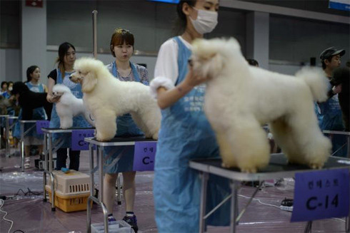 Sự thay đổi ngoạn mục trong ngành công nghiệp thịt chó ở Hàn Quốc ảnh 1