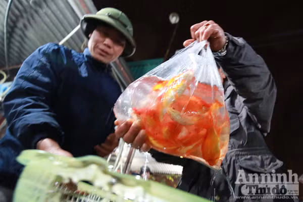 Xem "phương tiện" đặc biệt đưa cá chép xuống sông tiễn ông Táo ảnh 11