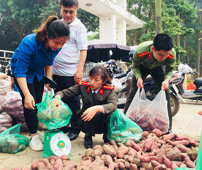 Các chiến sỹ trẻ lên kế hoạch "giải cứu" 200 tấn khoai lang cho đồng bào Gia Lai ảnh 4