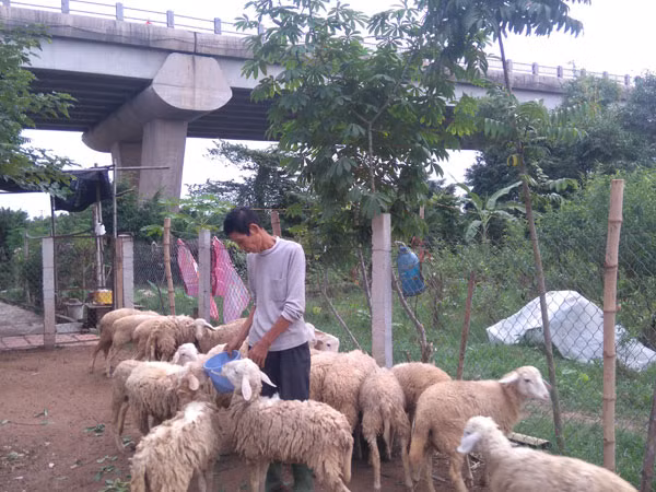 Kiếm tiền tỷ nhờ chăn cừu giữa lòng Hà Nội ảnh 1
