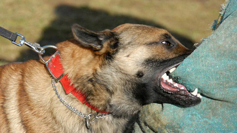 Thầy giáo phát bệnh dại, tử vong sau hơn 1 tháng bị chó cắn ảnh 1