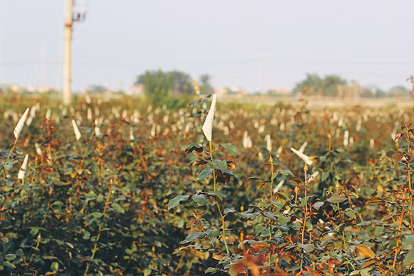 Ghé thăm những cánh đồng hoa Tây Tựu ngày cận Tết ảnh 4