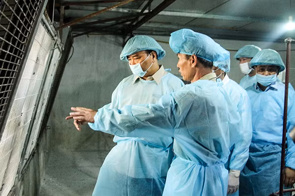 Thủ tướng chỉ rõ 3 điểm chính để phòng chống dịch tả lợn châu Phi ảnh 4 Thủ tướng chỉ rõ 3 điểm chính để phòng chống dịch tả lợn châu Phi ảnh 4