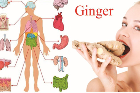 Gừng - gia vị "vàng" cho sức khỏe mùa đông ảnh 1