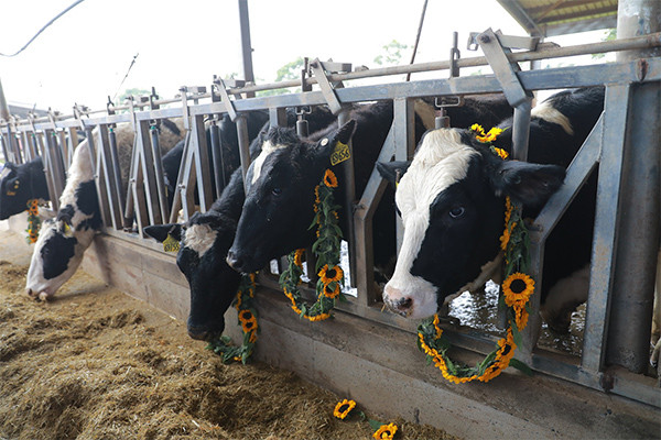 Bò sữa Mỹ có ưu điểm gì khiến TH true MILK nhập khẩu hàng nghìn con? ảnh 1