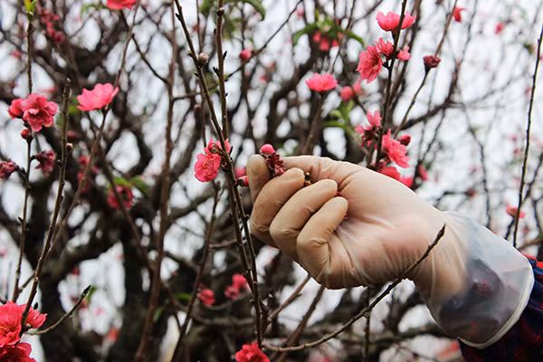 Hoa đào nở rực ở Nhật Tân, giá không hề rẻ ảnh 4