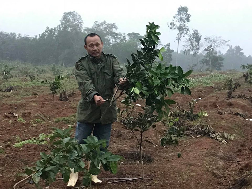 Trang trại thiệt hại hàng trăm triệu đồng khi bị kẻ gian phá cây, đốt nhà ảnh 1