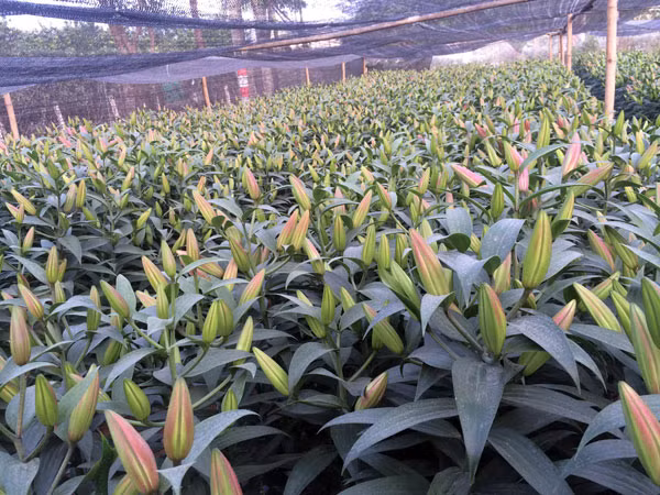 Xuân sớm trên làng hoa Tây Tựu ảnh 8