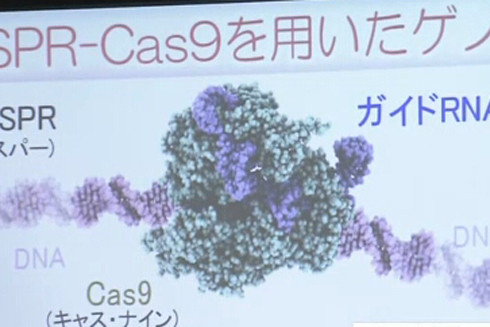 Tạo ra tế bào iPS khắc phục hiện tượng đào thải khi cấy ghép ảnh 1
