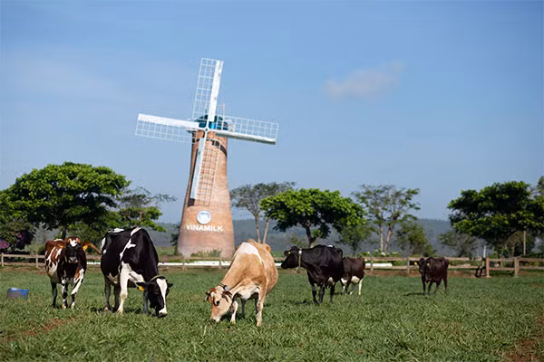 Vinamilk 8 năm liền là thương hiệu được nhiều người tiêu dùng Việt Nam chọn mua nhiều nhất ảnh 5
