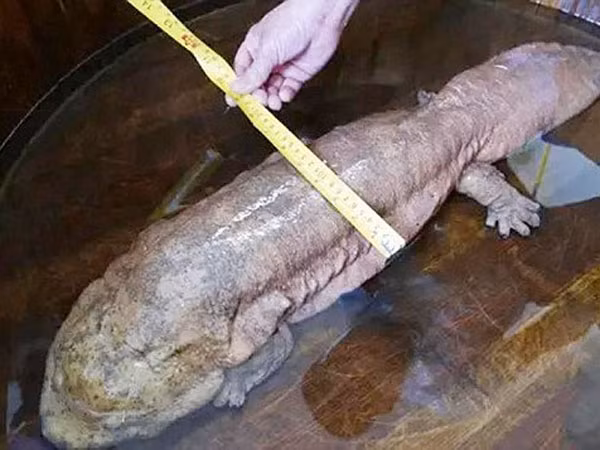 Bắt được con kỳ nhông khổng lồ, giống "sinh vật lạ ở Vĩnh Phúc" ảnh 2