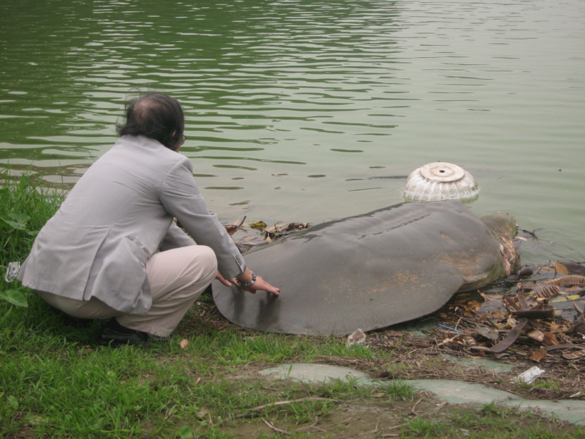 Chuyện ít biết về quá trình hoàn thiện tiêu bản 'cụ rùa' Hồ Gươm ảnh 3