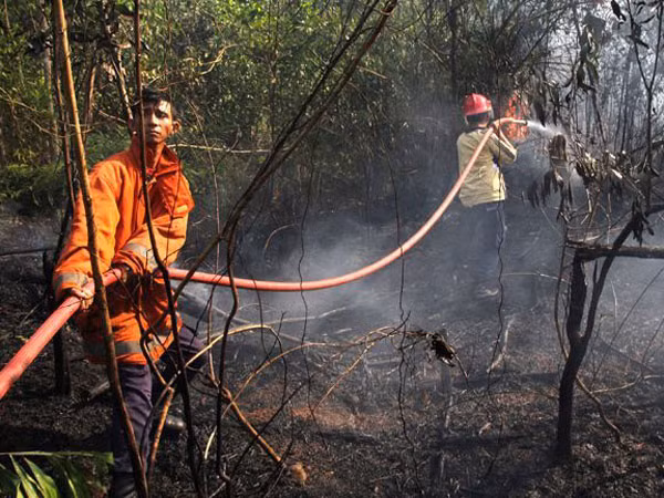 Indonesia xử lý mạnh các công ty gây cháy rừng ảnh 1