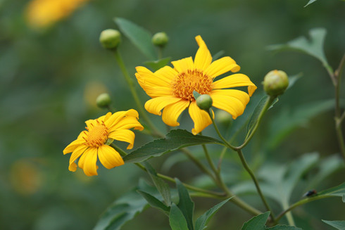 Phải chăng, đàn ông Việt lụy tình hơn? ảnh 2