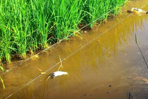 Giăng bẫy điện diệt chuột làm chết người, lỗi vô ý hay cố ý? ảnh 1