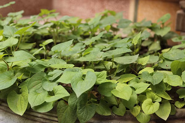 Lạc vào những "vườn rau mini" của người dân Hà Nội ảnh 5