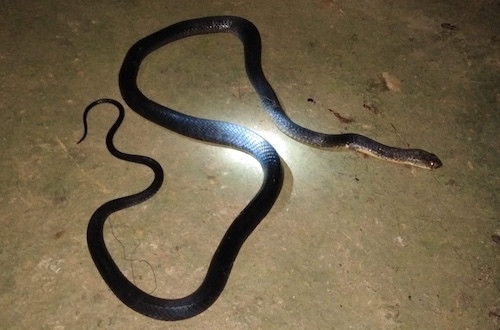 Cố bắt rắn trong chuồng gà, người đàn ông bị cắn tử vong ảnh 1