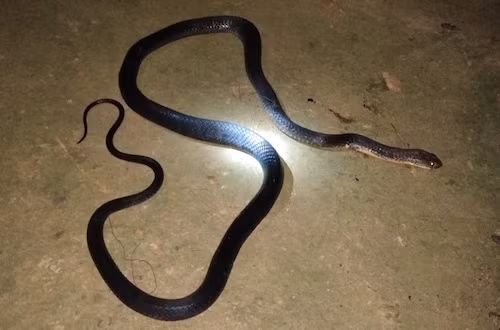 Cố bắt rắn trong chuồng gà, người đàn ông bị cắn tử vong ảnh 1