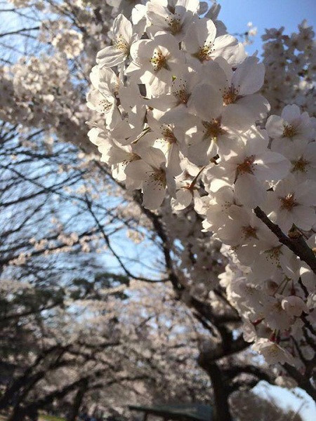 Mãn nhãn ngắm hoa anh đào nở rực rỡ trên đất nước Nhật Bản ảnh 11