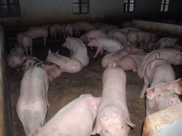 Sử dụng chất cấm trong chăn nuôi: Tội ác cần ngăn chặn! ảnh 1