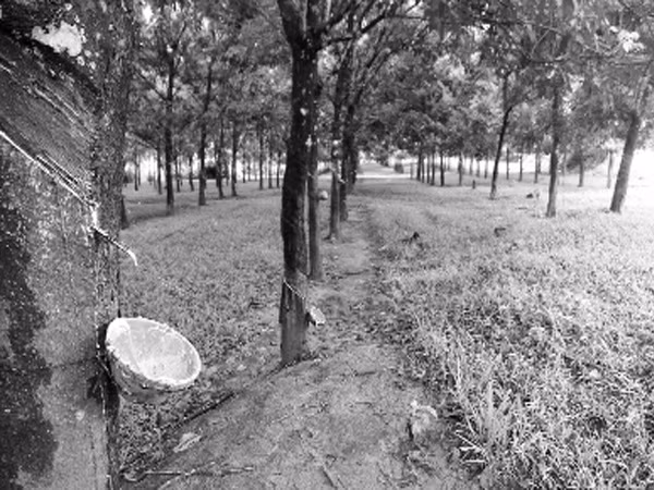 Tăng Ký: Thị trấn không có tên trên bản đồ ảnh 2