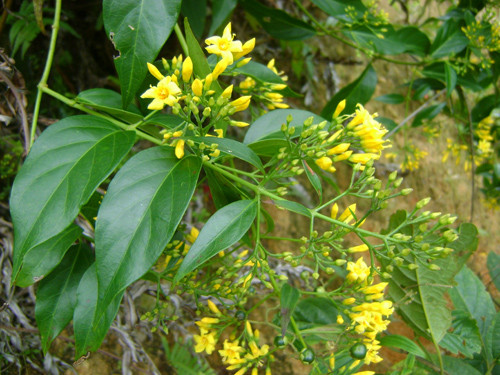 Nam thanh niên ăn lá ngón tự tử vì không xin được tiền học lái xe ảnh 1