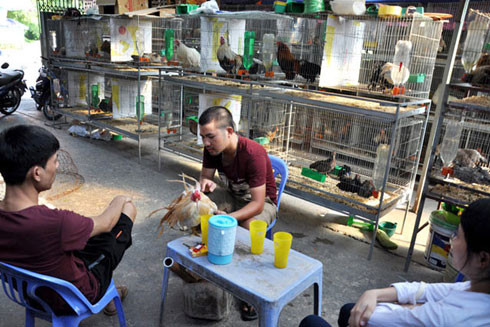 Gà ở phố ảnh 1