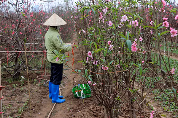 Hoa đào nở rực ở Nhật Tân, giá không hề rẻ ảnh 5