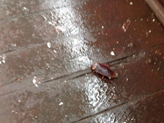 Du khách Tây tố du thuyền Hạ Long khác "một trời một vực" so với quảng cáo ảnh 2