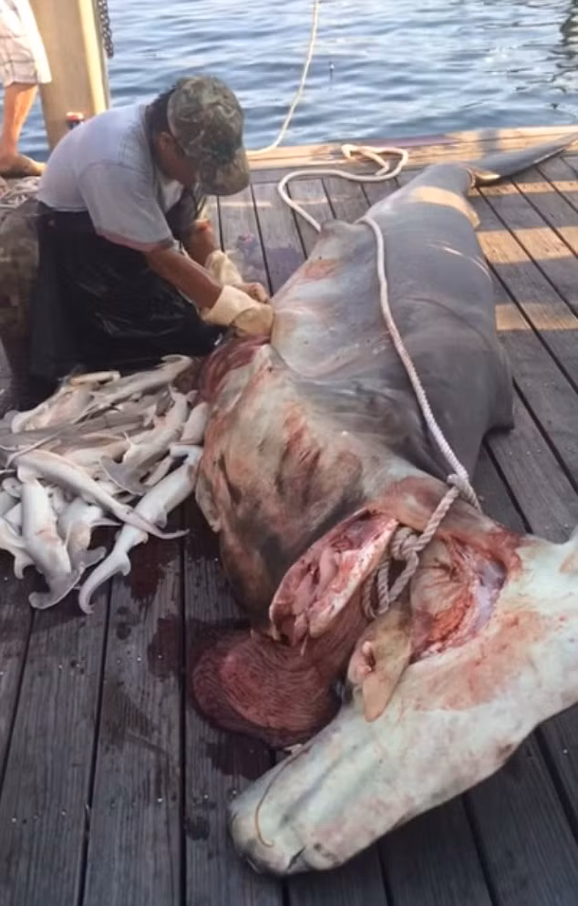 Mổ bụng cá mập mẹ, moi được 34 cá con đã chết ảnh 1